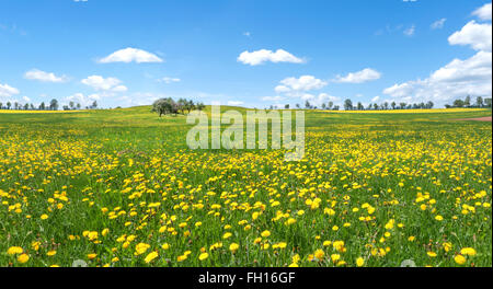 Yellow blooming dandelion on a large meadow in rural landscape with blue and white sky Stock Photo