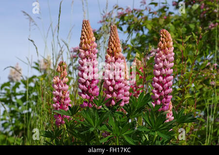 Lupine in rosa Farbe - lupin flower in pink, spring garden Stock Photo