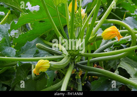 Zucchini Pflanze im garten - courgette plant and vegetable in garden Stock Photo