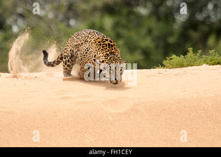 A wild sub-adult female jaguar hunting caiman in the Cuiaba river in the Pantanal, Brazil. Stock Photo