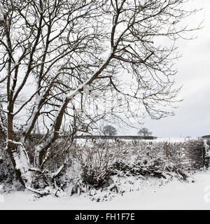 Winter scene. Tree  in snow covered field set against a beautiful cold winter sky.. Stock Photo