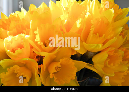 Close up of bright yellow daffodils in natural sunlight Stock Photo