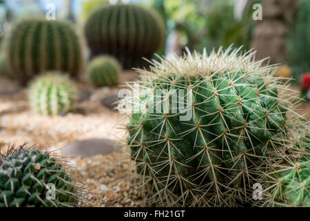 Image of cactuses, close-up. Phuket, Thailand Stock Photo