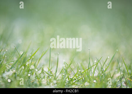 dew on grass Stock Photo
