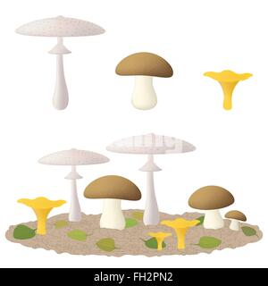 Edible mushrooms Stock Vector