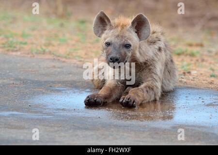 Spotted hyena (Crocuta crocuta), young male lying in puddle, Kruger National Park, South Africa, Africa Stock Photo