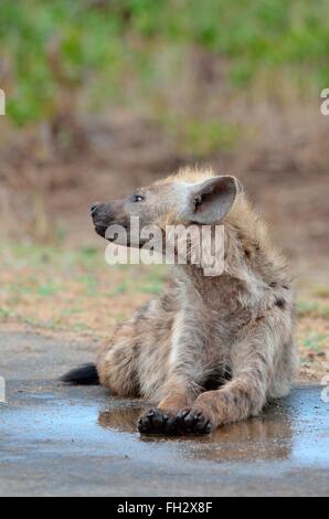 Spotted hyena (Crocuta crocuta), young male lying, head up, in puddle, Kruger National Park, South Africa, Africa Stock Photo