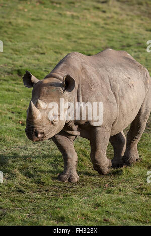 photo of a black rhino walking in sunshine Stock Photo