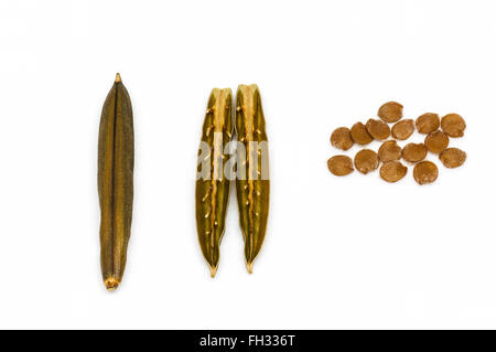 Isolated seed and pod of minnieroot (ruellia tuberosa) on white background. Stock Photo