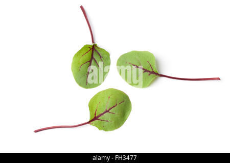 Fresh leaves of red veined dock isolated on white background Stock Photo