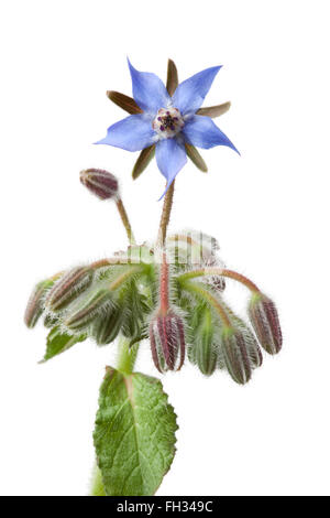Fresh blue flowering Borage and buds isolated on white background Stock Photo