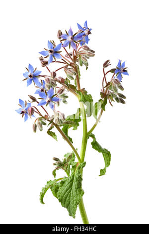 Fresh blue flowering Borage isolated on white background Stock Photo