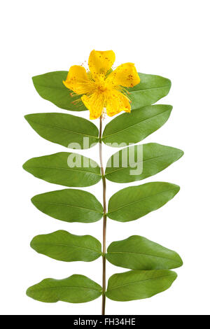 Fresh St John's wort flower and leaves isolated on white background Stock Photo
