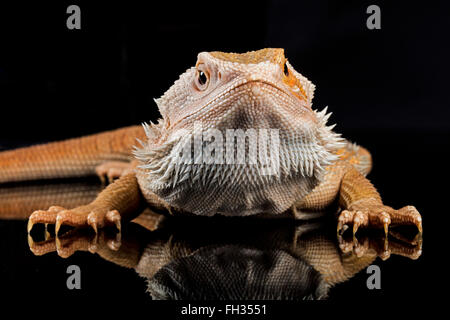 Bearded Dragon with dramatic reflection on black perspex, looking menacing with prominent display of sharp claws. With Property Release. Stock Photo
