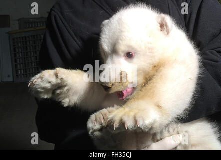 Bremerhaven, Germany, 23 February 2016. HANDOUT - A handout picture made available on 23 February 2016 by Zoo am Meer (Zoo at the Sea) shows head a female polar bear cub as she is being examined in the zoo in Bremerhaven, Germany, 23 February 2016. Around two months after its birth, the gender of the baby polar bear has been determined. For the first time, mother 'Valeska' and the cub were separated for a few minutes to conduct the examination. Credit:  dpa picture alliance/Alamy Live News Stock Photo