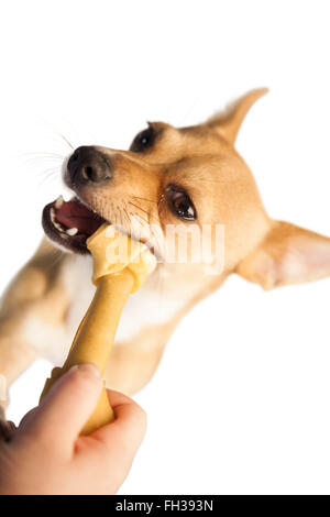 Cute dog chewing bone toy Stock Photo