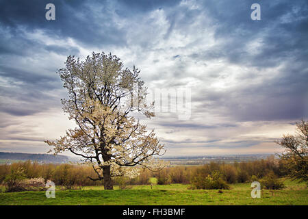 Pear-tree blossoms in spring. April in Carpathians Stock Photo