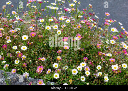 Colorful Clump of Ornamental Daisies Growing on a Limestone Wall in South West England. Stock Photo