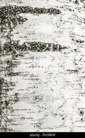 birch bark Stock Photo