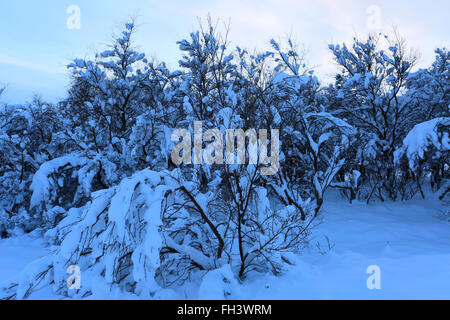 Winter snowy trees, Pingvellir National Park, UNESCO World Heritage Site, South western Iceland, Europe. Stock Photo