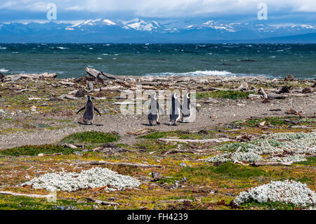 Many Magellanic penguins in natural environment on Seno Otway Penguin Colony near Punta Arenas in Patagonia, Chile Stock Photo