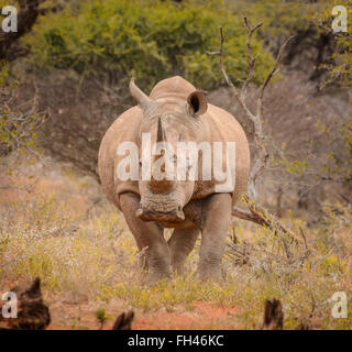 White Rninoceros in the Northern Cape, South Africa Stock Photo