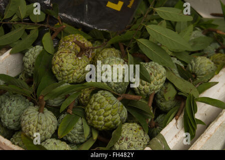 Annona squamosa, atemoya also known as custard apple fruit mostly grown in South East Asia, especially in Malaysia and Indonesia Stock Photo