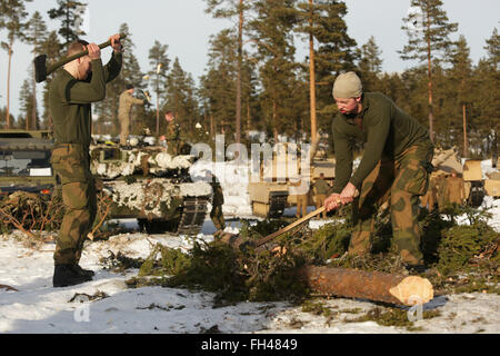 Members of the Norwegian Army's Telemark Battalion chop wood for a campfire during training in Rena, Norway, Feb. 18, 2016. The Marines and Norwegian Army are working together as part of Exercise Cold Response, a joint NATO and allied country exercise comprised of 12 countries and approximately 16,000 troops. The Combined Arms Company is comprised of multiple vehicles with multiple capabilities, including amphibious assault vehicles, M1A1 Abrams Main Battle Tanks and light armored vehicles.  Stock Photo