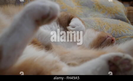 Cat asleep stretched out on their back with focus on the nose in the background and back paws close to the camera Stock Photo