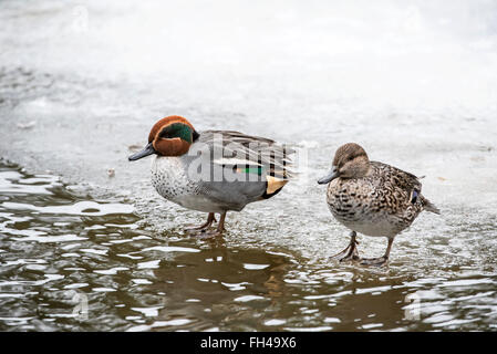 Eurasian teals / common teal (Anas crecca) male and female on ice of frozen pond in winter Stock Photo