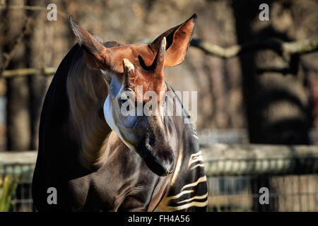 The elusive Okapi shows it's odd beauty for the camera Stock Photo