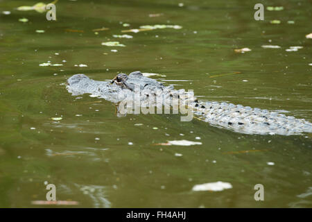 Alligator in Swamp Stock Photo