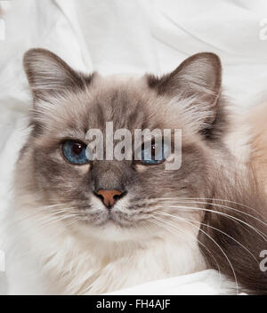 A close-up head shot of a male Birman cat. He is the "Silver Tabby" coloration. Stock Photo