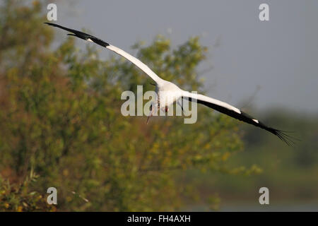 Wood Stork(Mycteria americana) flying near lake, Florida, USA Stock Photo