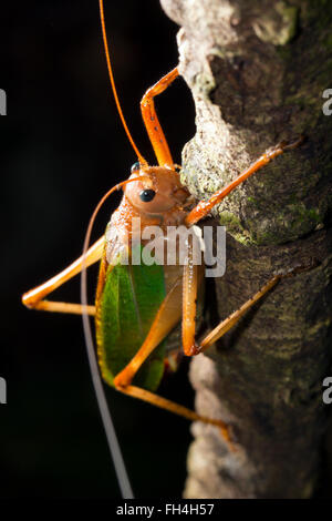 A big green bush cricket in the rainforest, Pastaza province, Ecuador Stock Photo