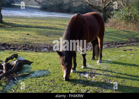 New Forest pony grazes on moss in the New Forest in winter. The ponies are owned by 'commoners' - residents who can let their livestock roam freely. Stock Photo