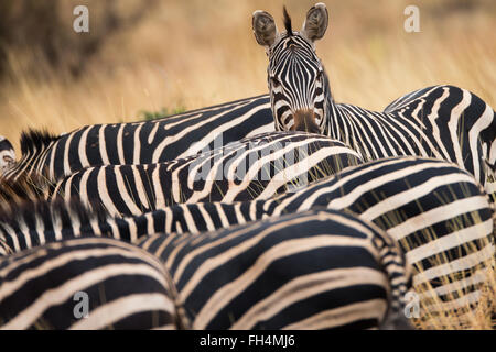Lone zebra head in group of zebra bodies Stock Photo