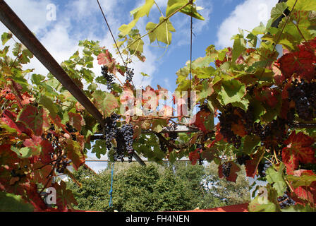 Grape vine Sort Blauer Portugieser Stock Photo