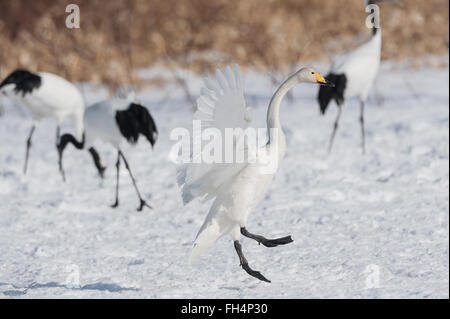 Mixed flock of Whooper swan, Cygnus cygnus, and Red-crowned Cranes, Grus japonensis, Hokkaido, Japan Stock Photo