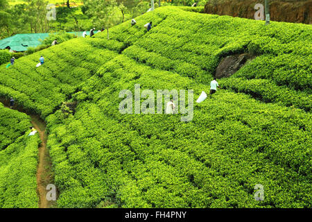 people picking tea on plantation Stock Photo