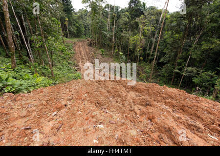 New road bulldozed through rainforest in Ecuador. Road building brings colonization and deforestation to the Amazon Basin. Stock Photo