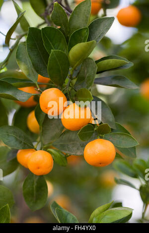 Citrus x microcarpa. Calamondin orange growing in a protected environment. Stock Photo