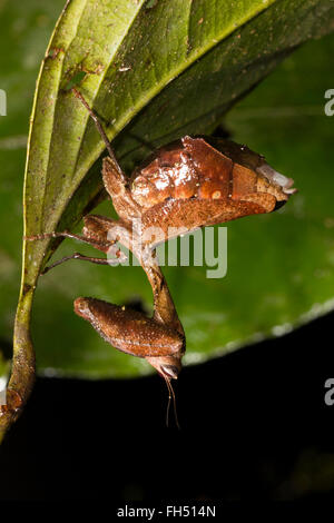 Leaf mimic mantis (Acanthops sp.) on a rainforest leaf  in Pastaza province, Ecuador Stock Photo