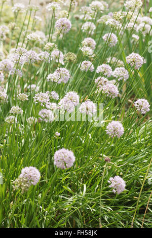 Shallots Stock Photo