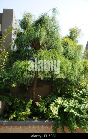 Sawara cypress Stock Photo