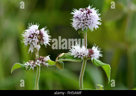 Water mint (Mentha aquatica). A plant of wet conditions with pale purple flowers in the Lamiaceae family Stock Photo
