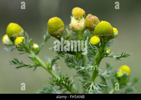 Pineappleweed (Matricaria discoidea). Scented annual plant in the daisy family (Asteraceae), also known as wild chamomile Stock Photo