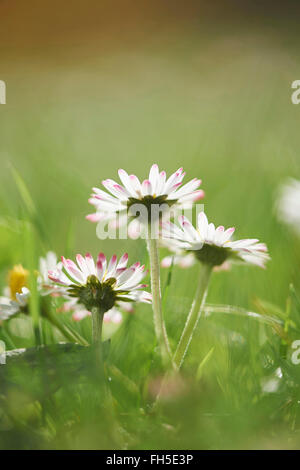 Close-up of a common daisy (Bellis perennis) blossom in spring, Upper Palatinate, Bavaria, Germany Stock Photo