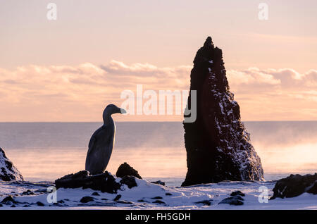 Great Auk memorial sculpture statue at Valahnukur cliffs Reykjanes Peninsula Iceland Stock Photo