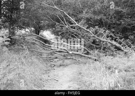 Fallen tree across a path on top of Cheddar Gorge in England, UK GB Stock Photo